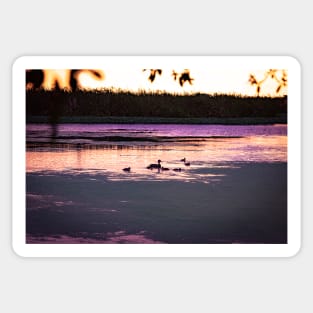 Ducks at dusk in a marsh Sticker